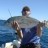 A small Goldspot Trevally