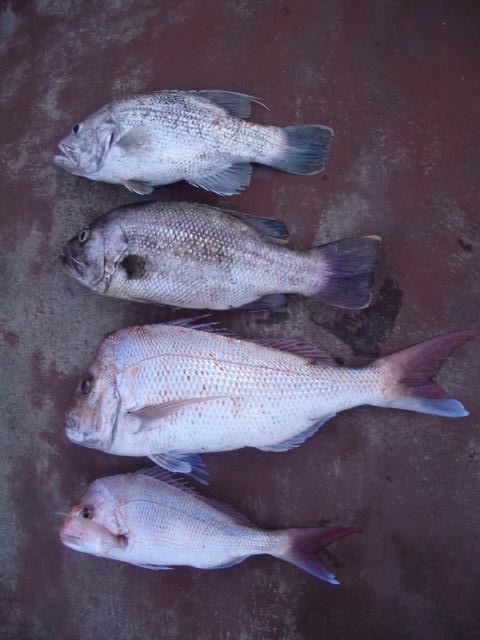 Offshore Dhu's and Pinks