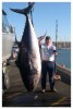 Bluefin Tuna