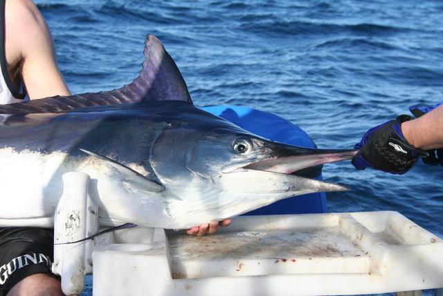 My Marlin Closeup Fishing Fishwrecked Fishing WA Fishing