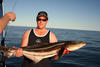 Cobia