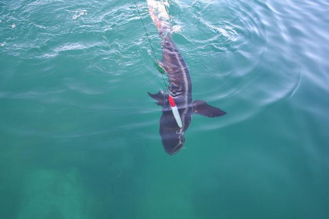 another cobia 