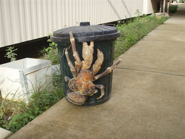 Robber Crab