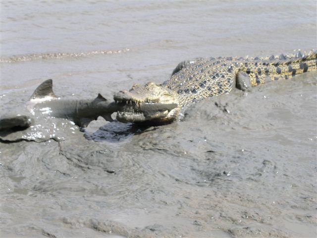 Croc vs Shark 1