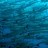 A mint photo a friend took while diving in Borneo