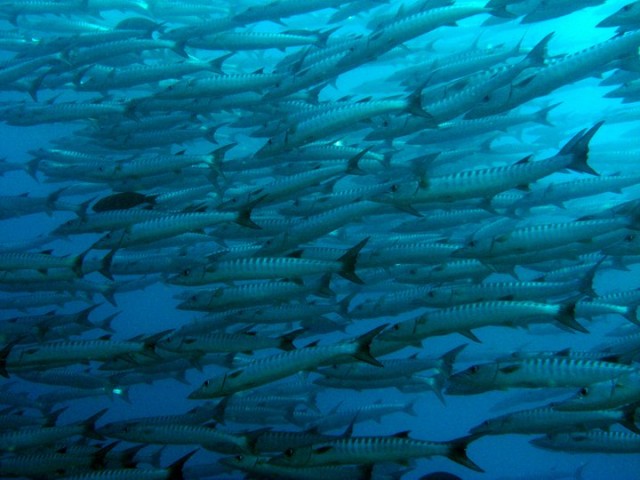 A mint photo a friend took while diving in Borneo