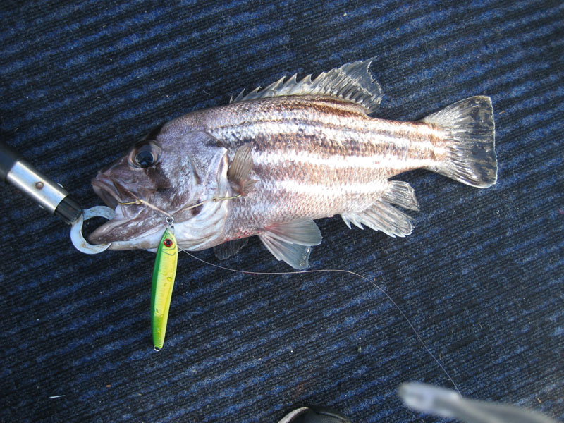 Adam's Dhufish Adam's Dhufish