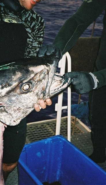 Dogtooth tuna...watch your fingers