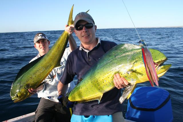 Gribbo and Funkybunch's Double Dolphinfish Hookup