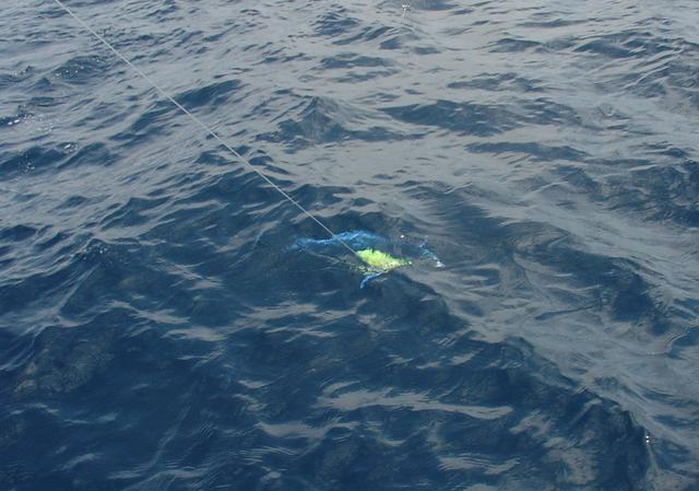 Lit up dolphinfish