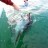 Flipperwrecked