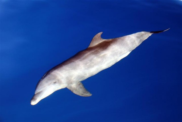 K-town dolphin