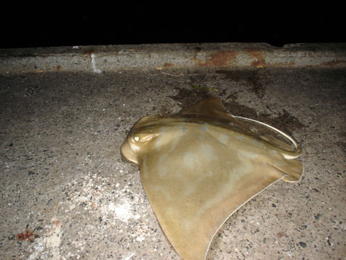 Eagle Ray caught at Palm Beach jetty