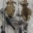 A pigeon pair of squid 