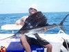 Mitch's Sailfish