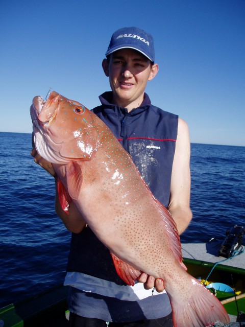 Coral Trout