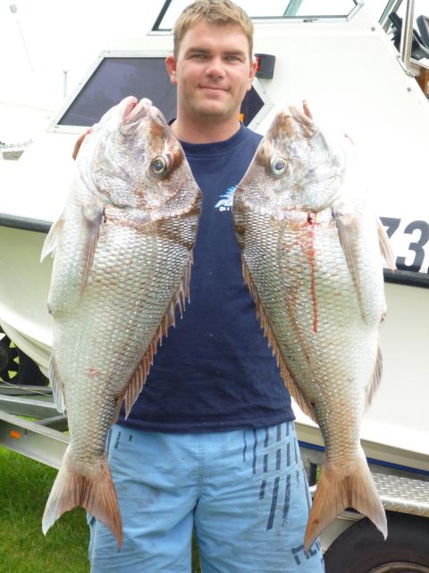 non spawning cockburn sound snapper!!