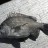 Fish ID please anyone??