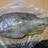 Fish ID req - 100m Exmouth