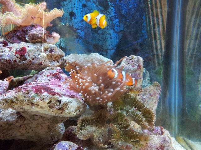 my clown fish