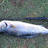Salmon of Mandurah marina Rockwall