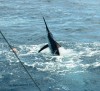 Gabriel - Richter Lure Competition Entry - Exmouth Black Marlin