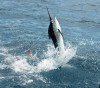 Gabriel - Richter Lure Competition Entry - Exmouth Black Marlin - 2