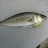 Salmon Trout on Hardbody