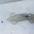 Arrow Squid