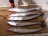 KG whiting