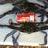 Esperance crabbing