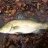 Barramundi 70cm
