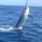 111kg bermi marlin jumpin