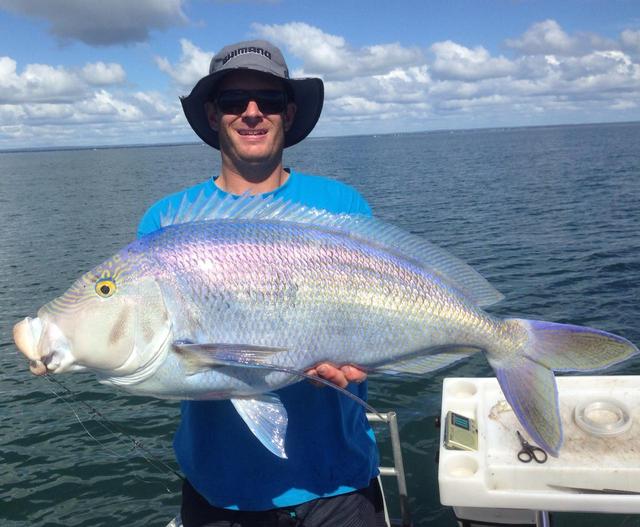 PB Queen Snapper