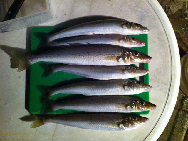 KG Whiting