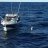 Small black during the recent Billfish comp in Dampier