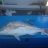 Shark bay 