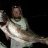 Mulloway From Tonight! 