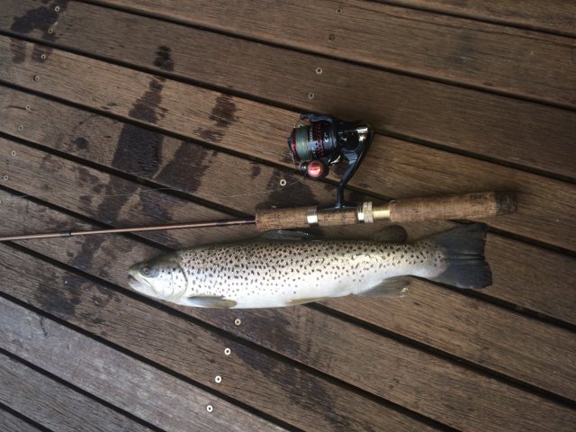 Brown trout