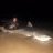 Nice shark