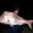 Metre plus landbased pink snapper 
