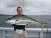 Bay of Islands Kingfish