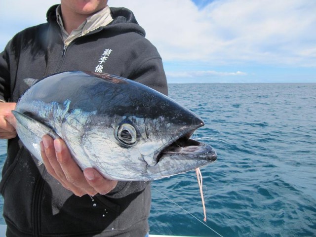 Longtail on fly