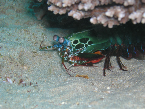 just a shot- mantis shrimp