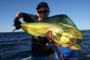 Funkybunch's Dolphinfish