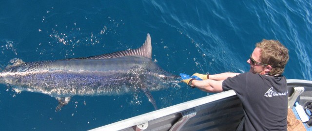 Poida's first marlin 3