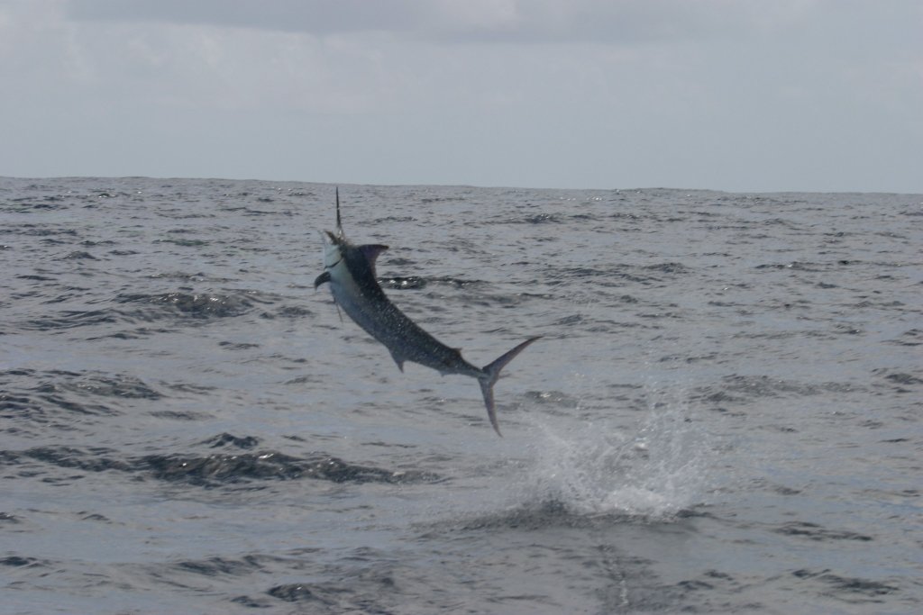 Marlin jumping, photo taken at Exmouth