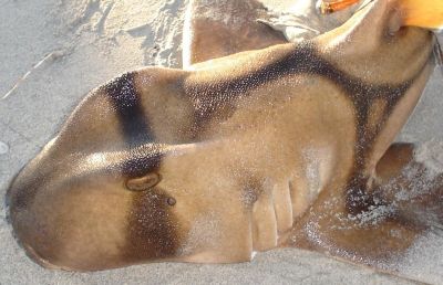 Port Jackson Shark