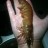 Swan prawn