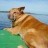 Raptor - Our Dog - Chilln on the front of the boat